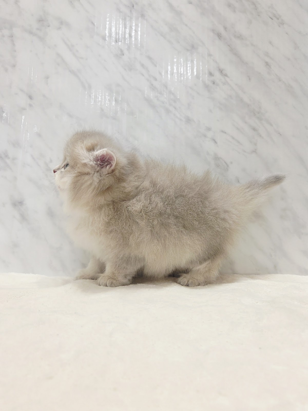 ブリティッシュロングヘアーの写真2