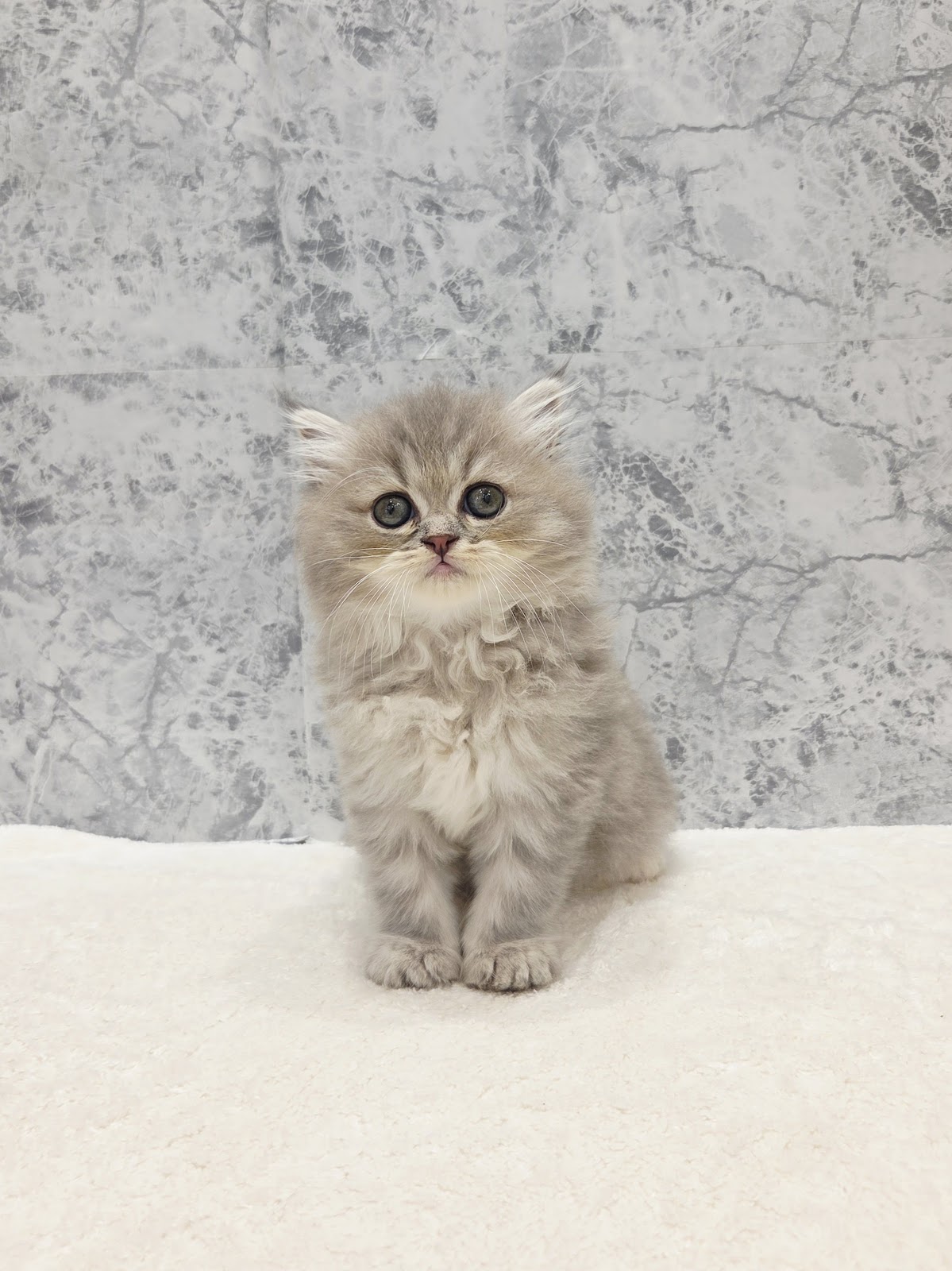 ラガマフィンの写真