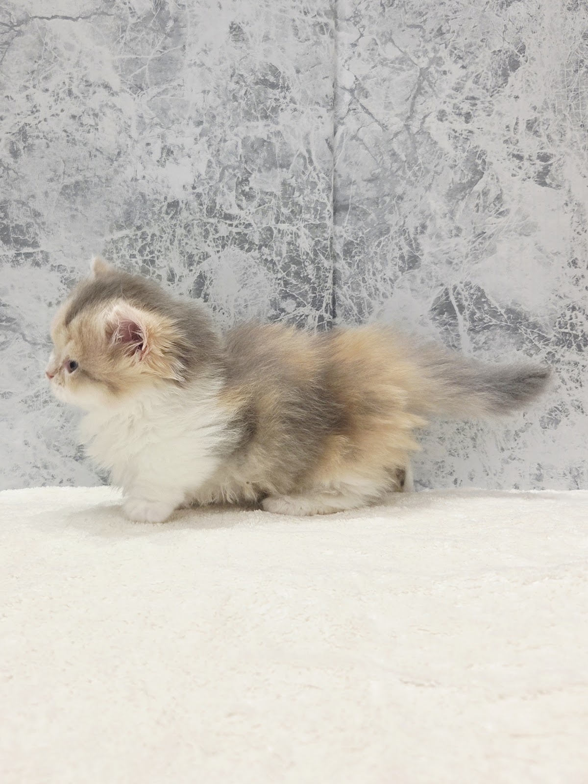 ミヌエットの写真2