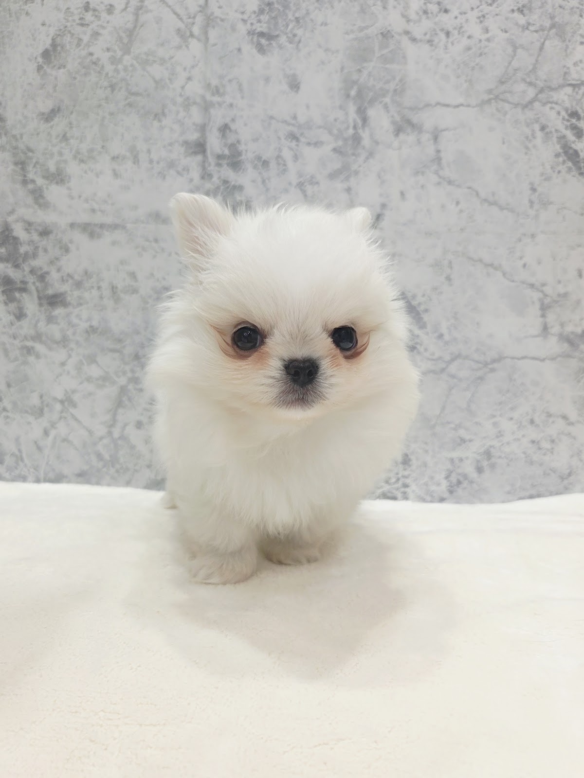 ポメラニアン×ペキニーズ