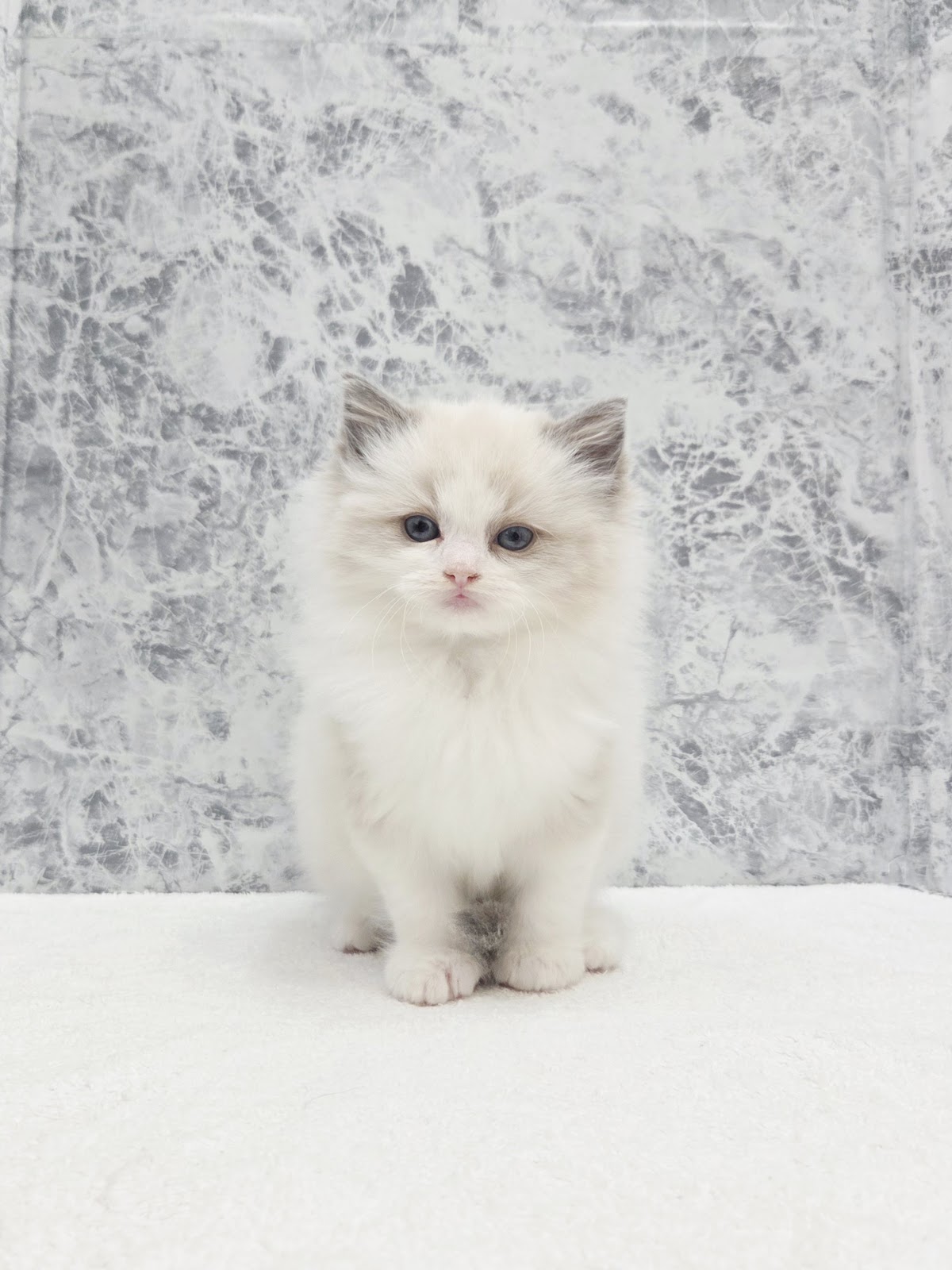 ラグドールの写真