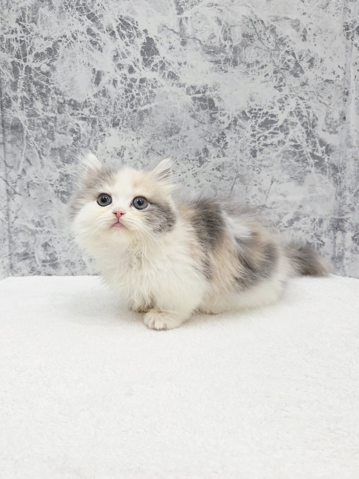 ミヌエットの写真3