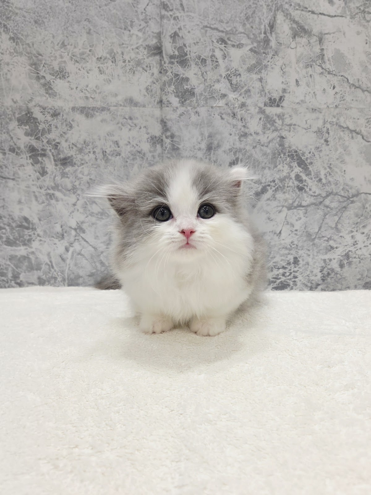 ミヌエットの写真