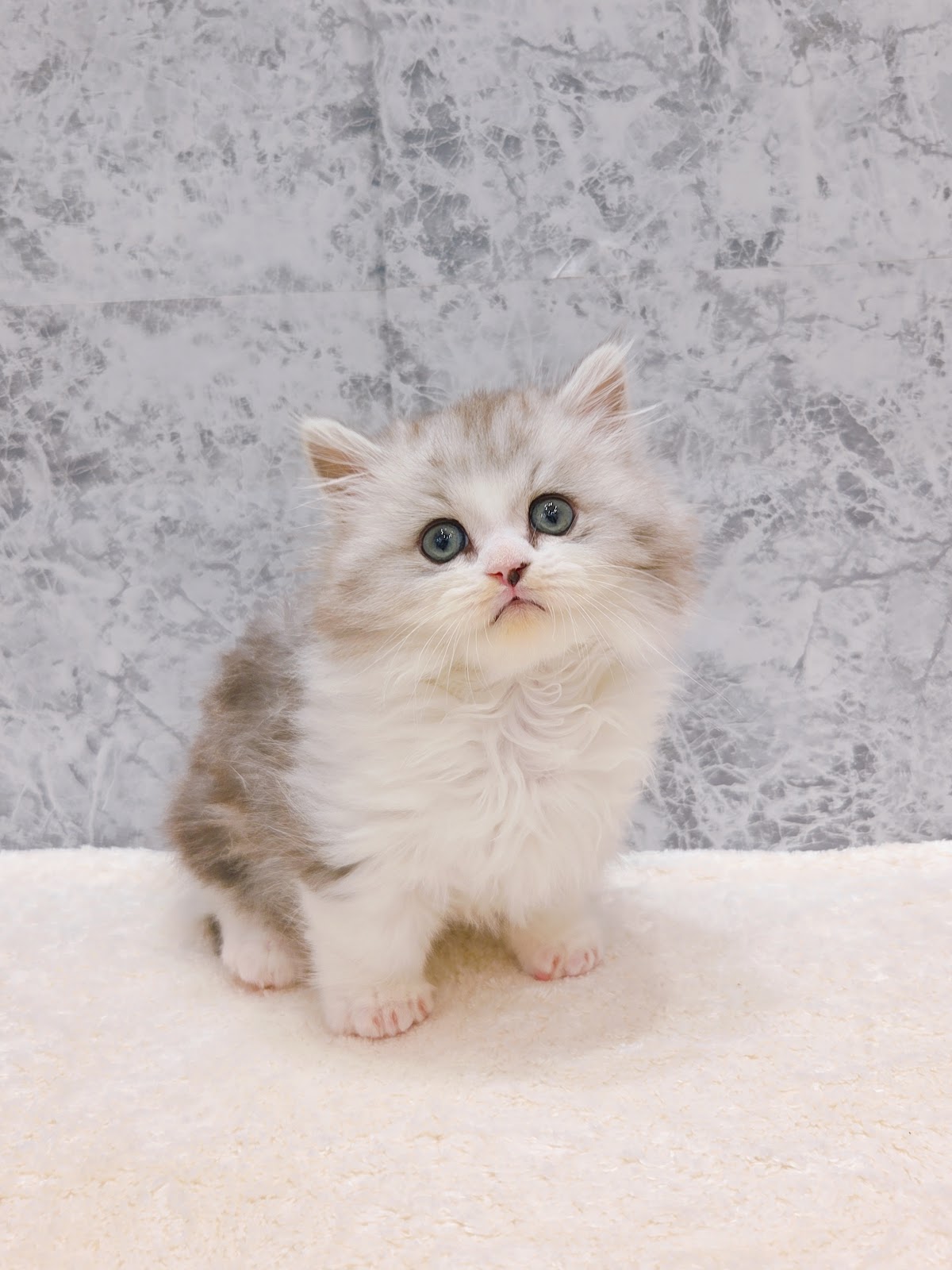 ミヌエットの写真