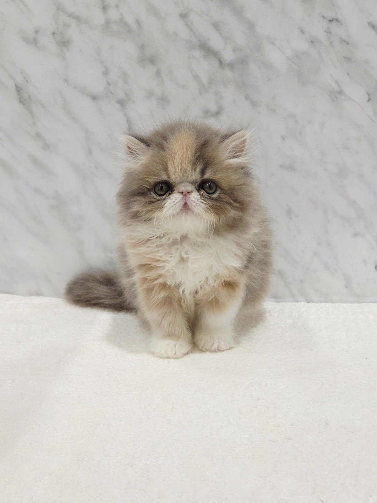 エキゾチックの写真