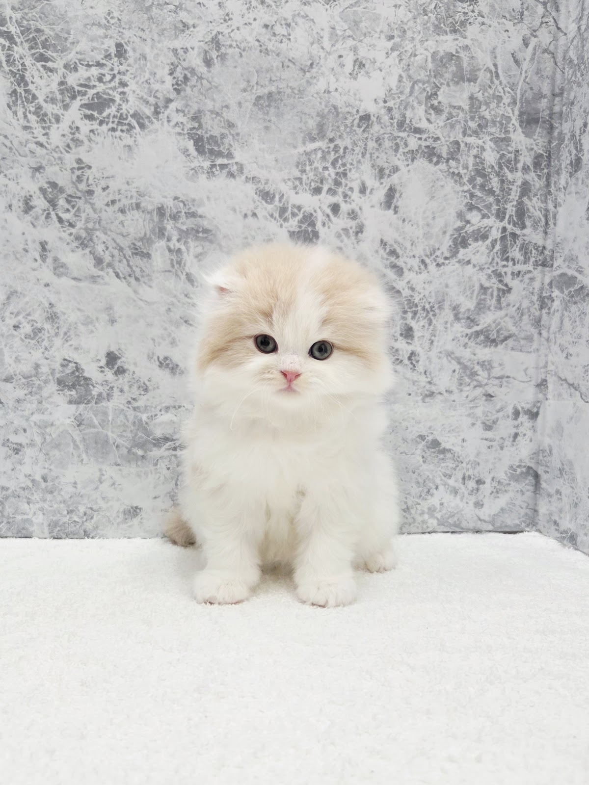 スコティッシュ・フォールド