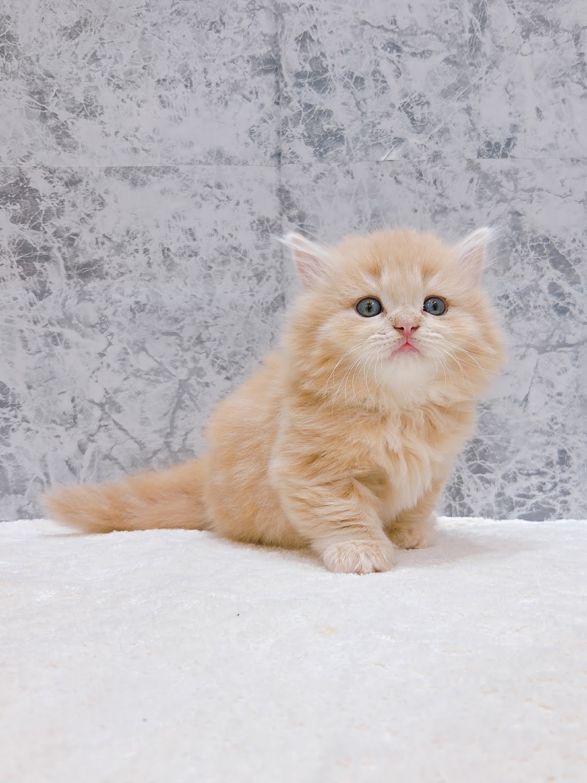 ミヌエットの写真3