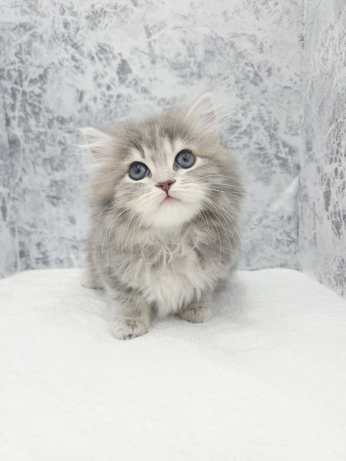 サイベリアンの写真3