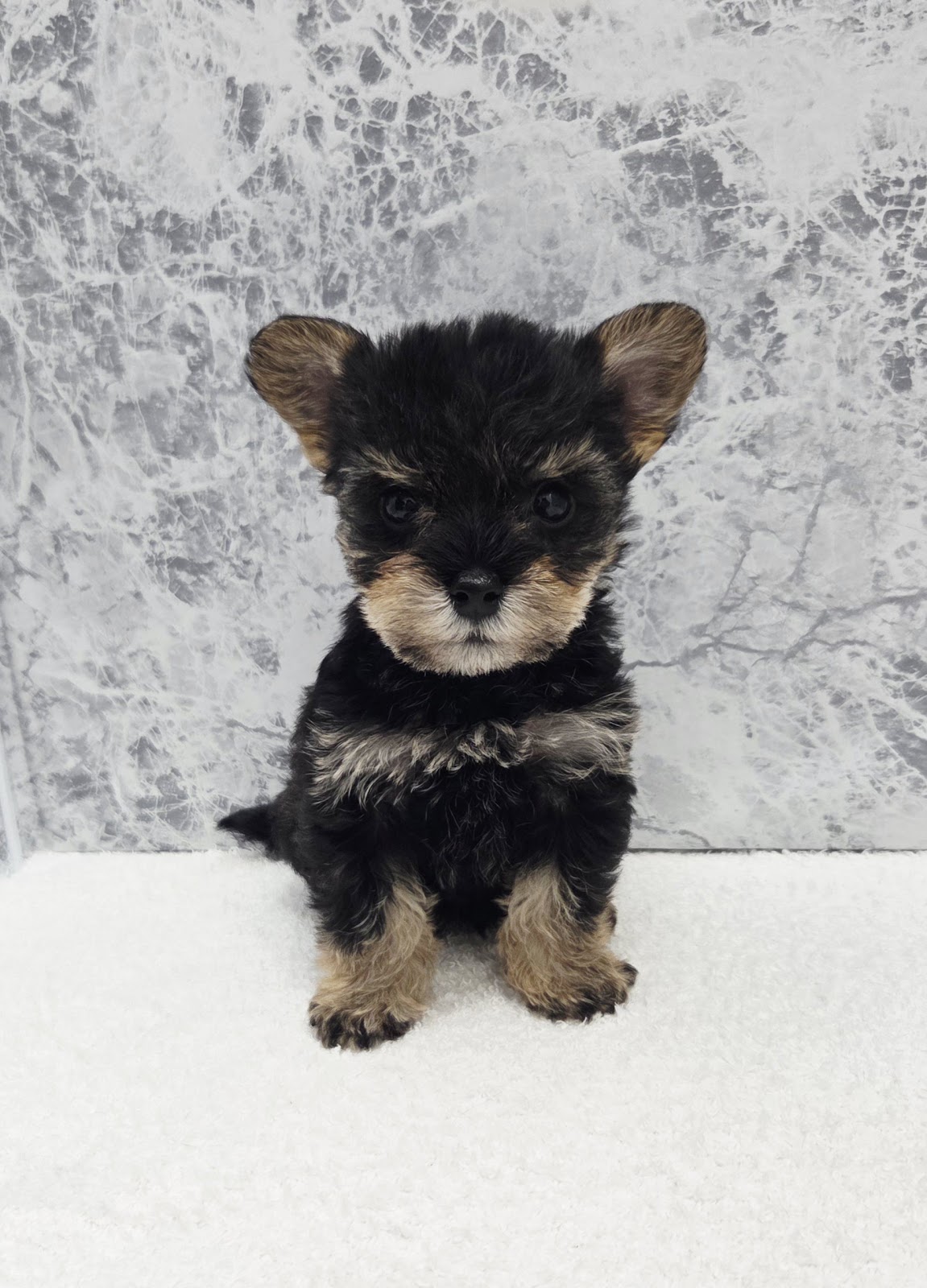 ミニチュアシュナウザー×ヨークシャーテリアの写真