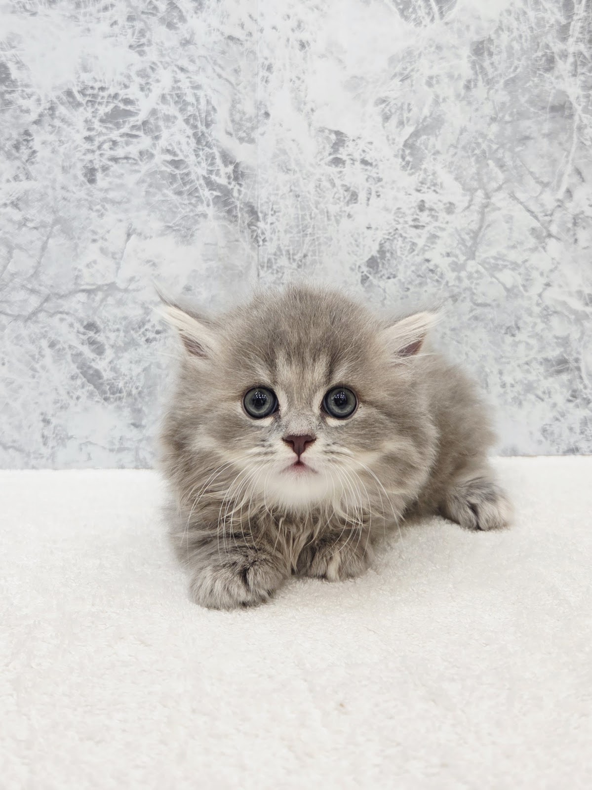 ミヌエットの写真1