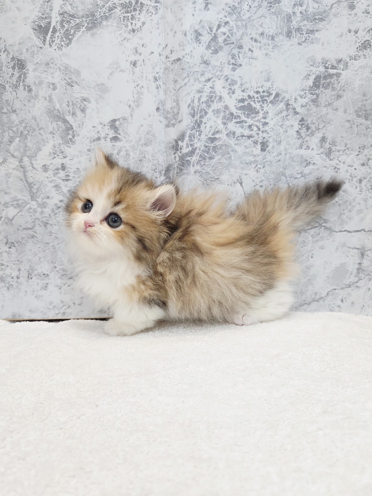 ミヌエットの写真2