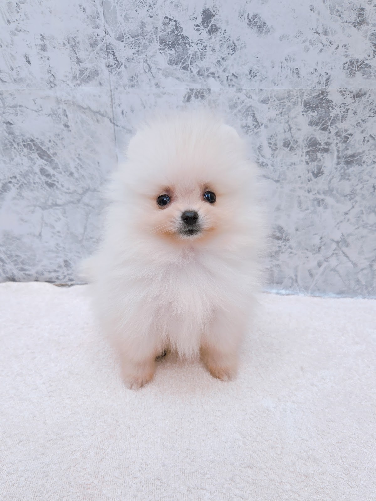 ポメラニアンの写真2