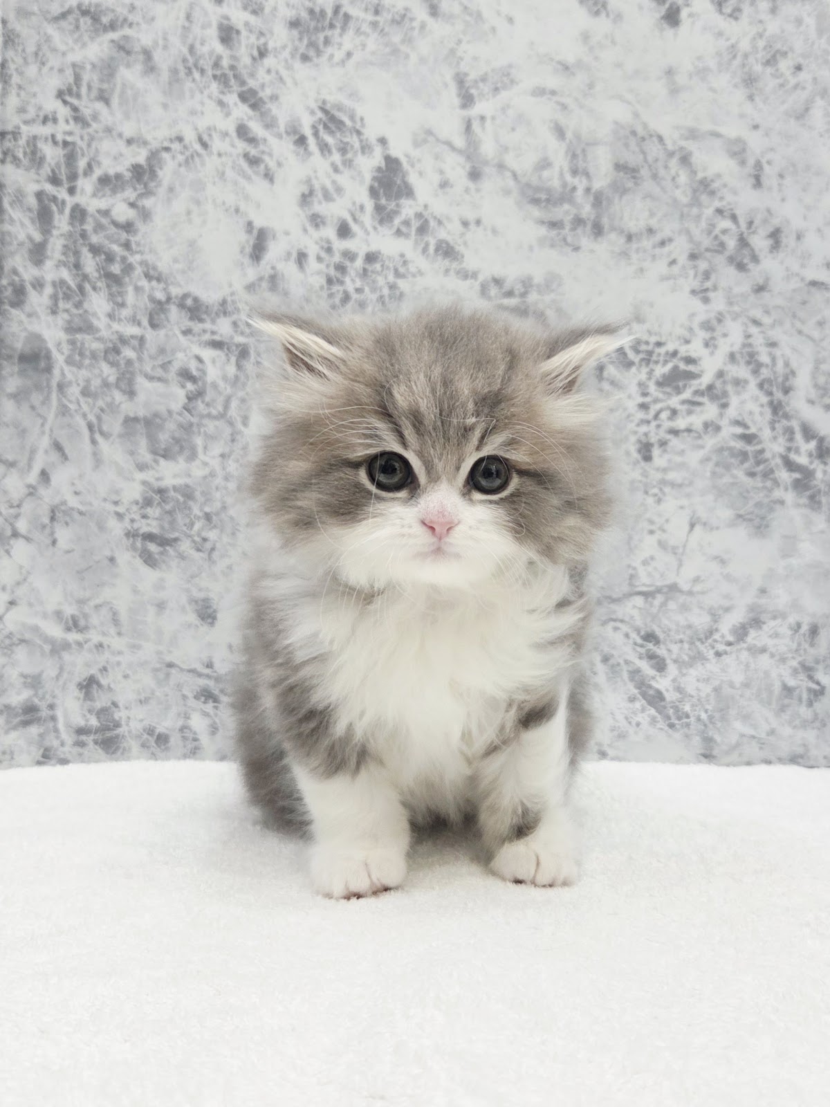 サイベリアンの写真