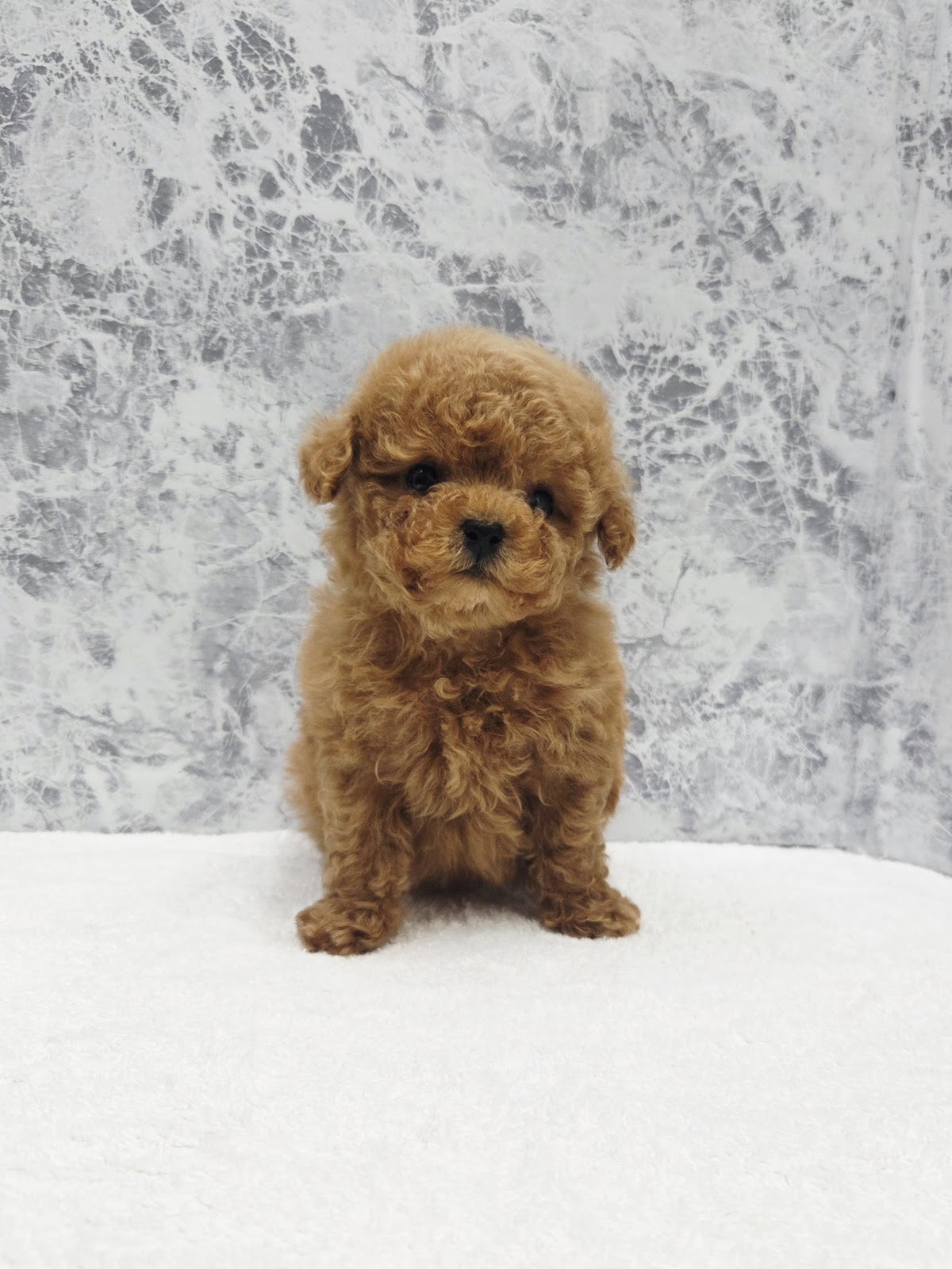 ティーカッププードルの写真3