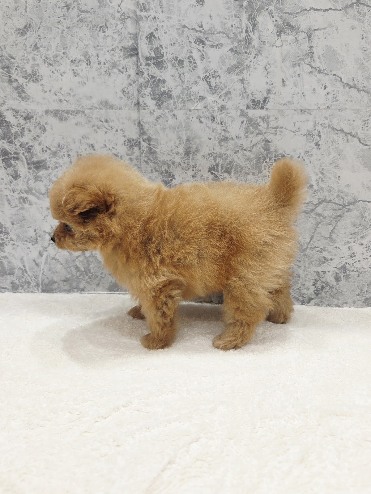 トイプードル×ポメラニアンの写真2