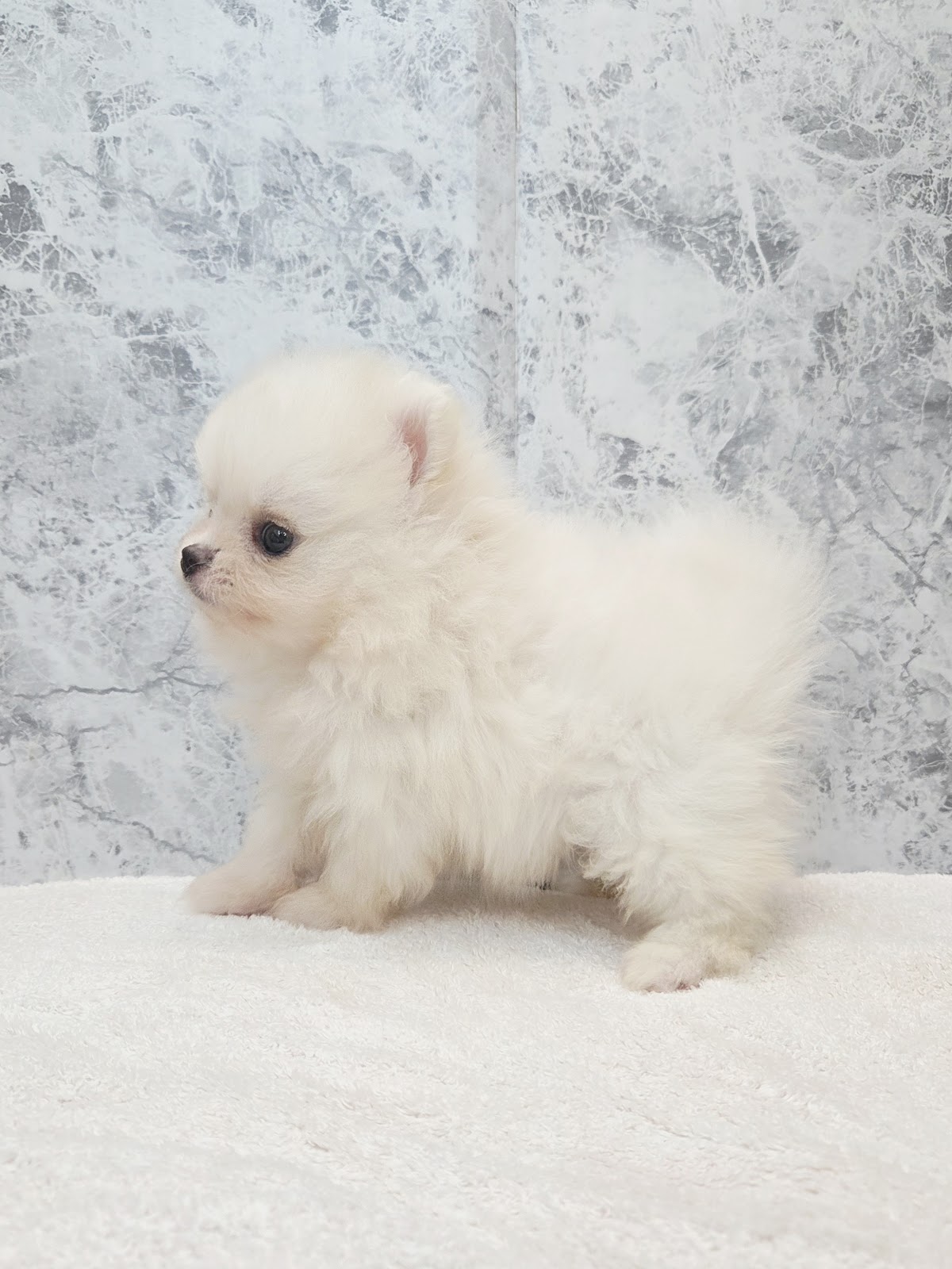 ポメラニアンの写真2