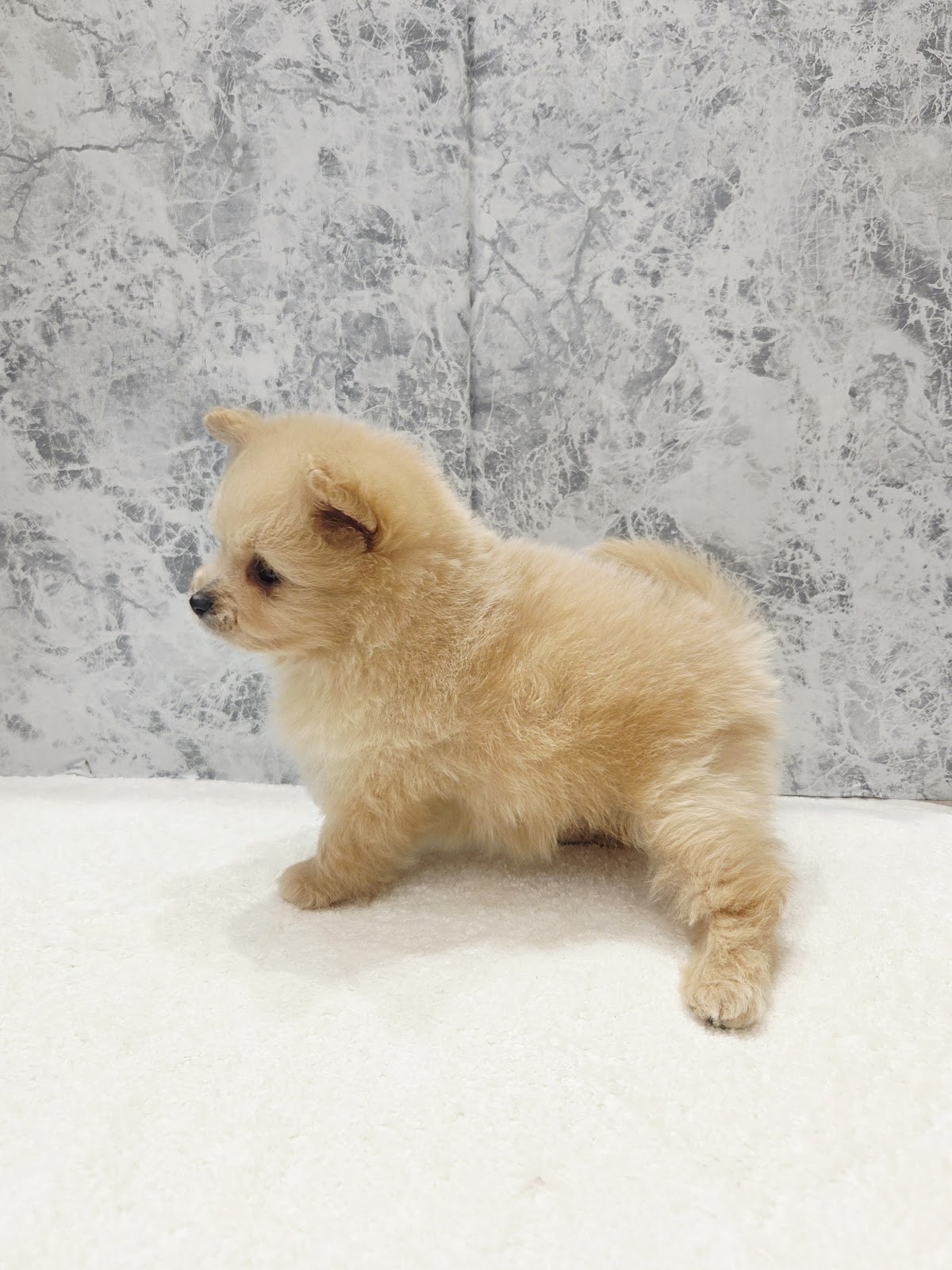 トイプードル×ポメラニアンの写真2