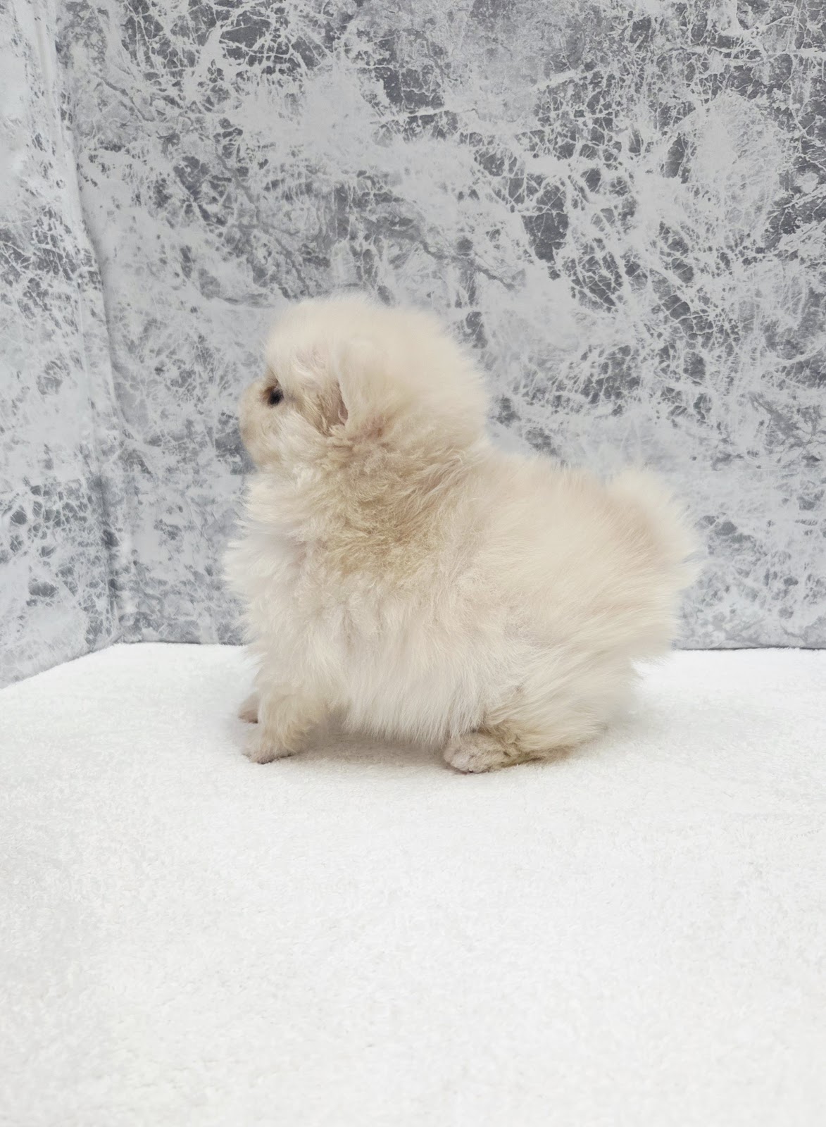 ペキニーズ×ポメラニアンの写真2