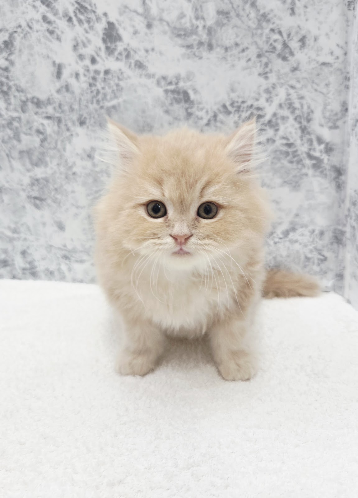 サイベリアンの写真