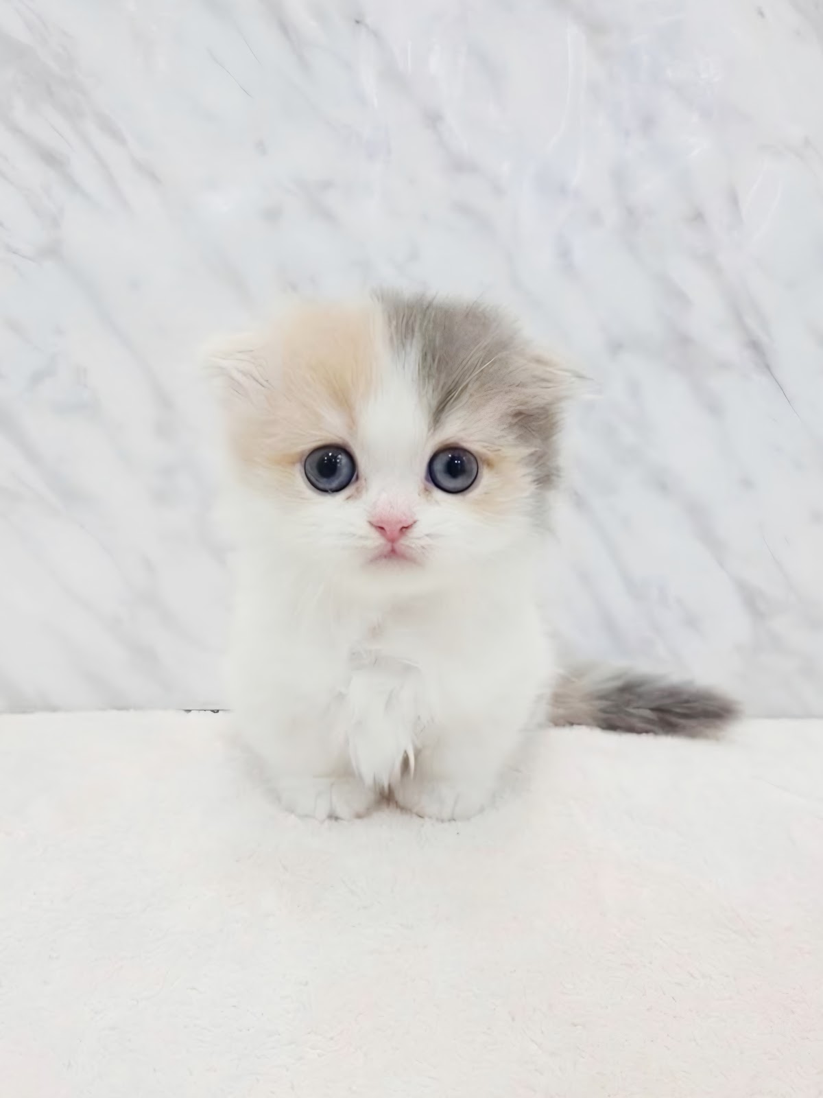 マンチカンの写真