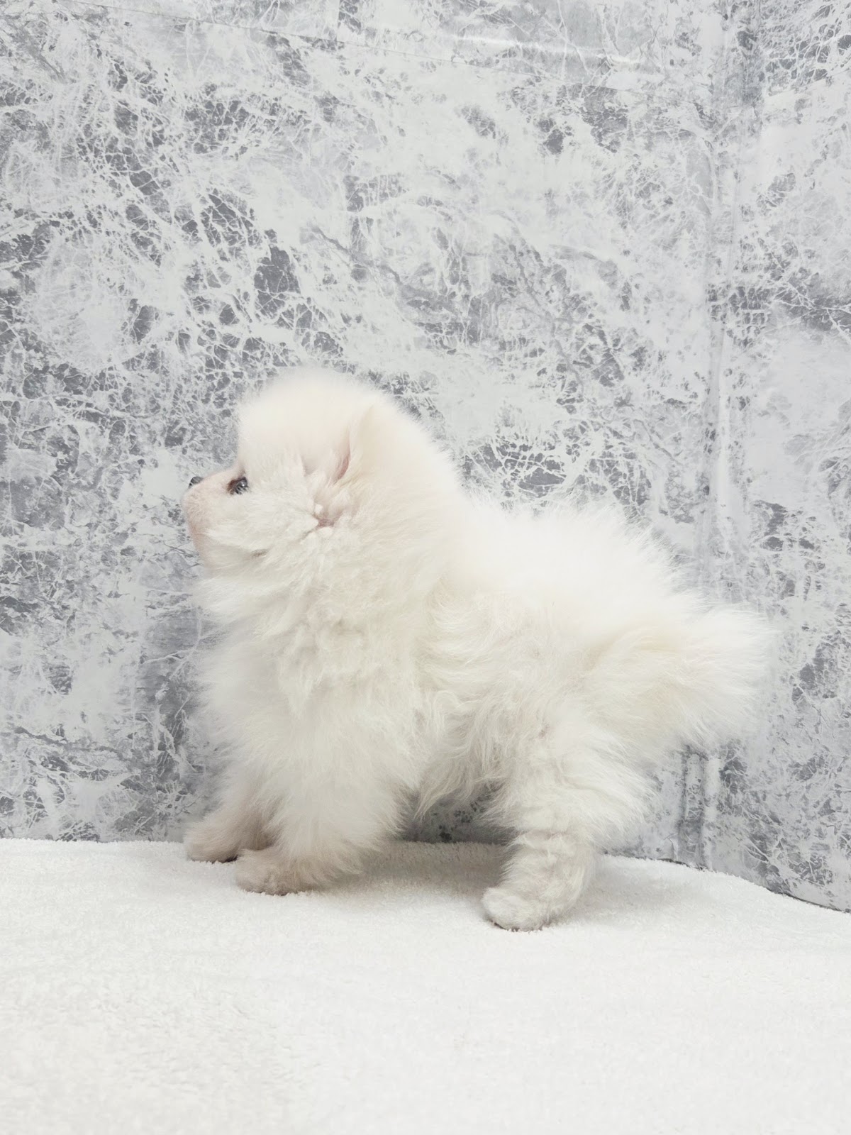 ポメラニアンの写真2