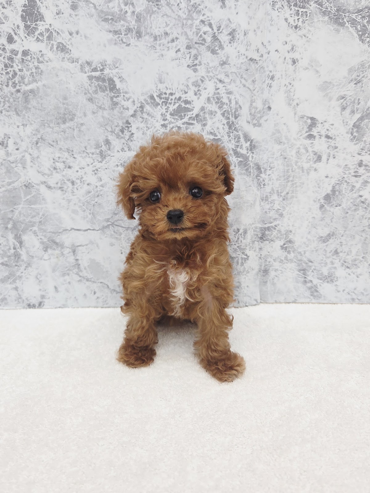 タイニープードルの写真3