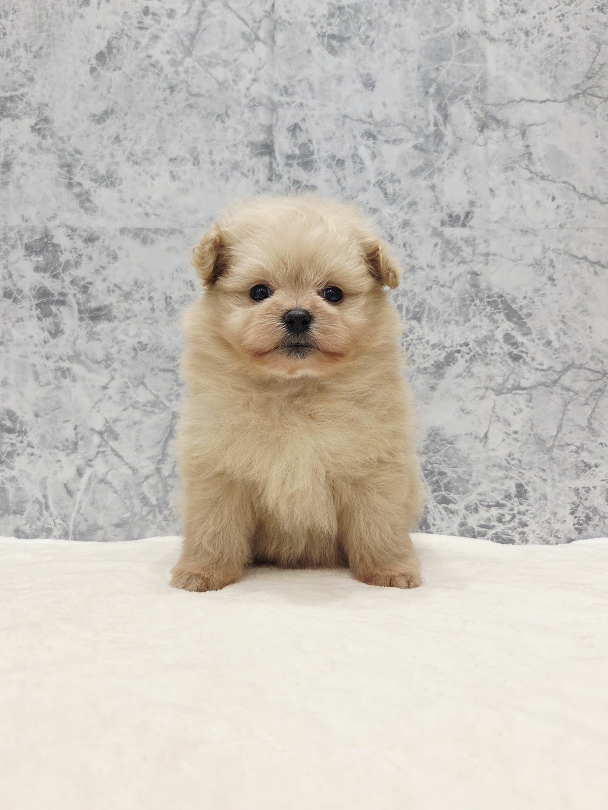 トイプードル×ポメラニアン