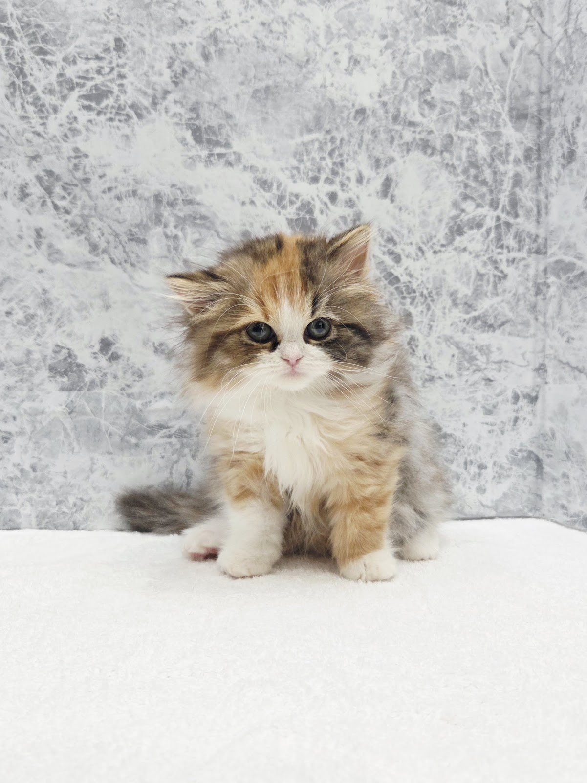 サイベリアンの写真3