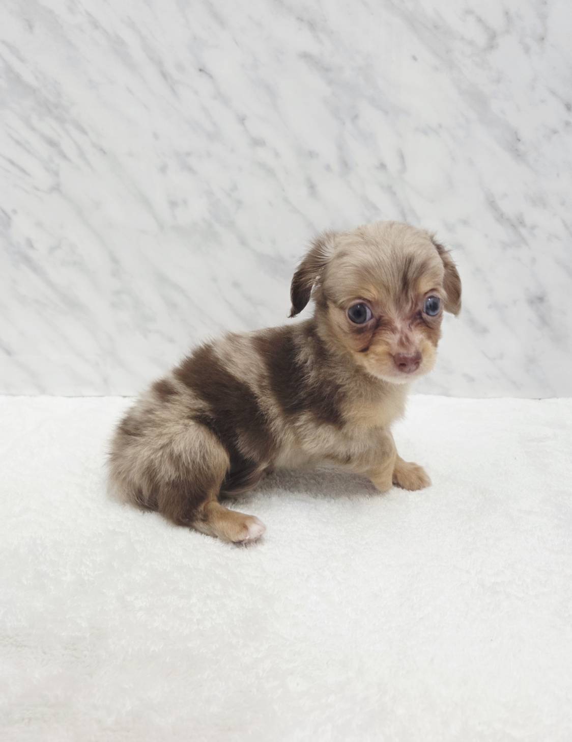 ミニチュアダックスフンド×チワワの写真3