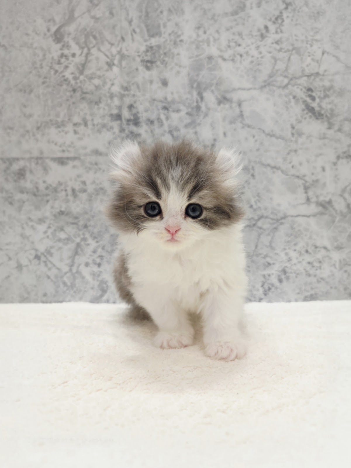 アメリカンカール