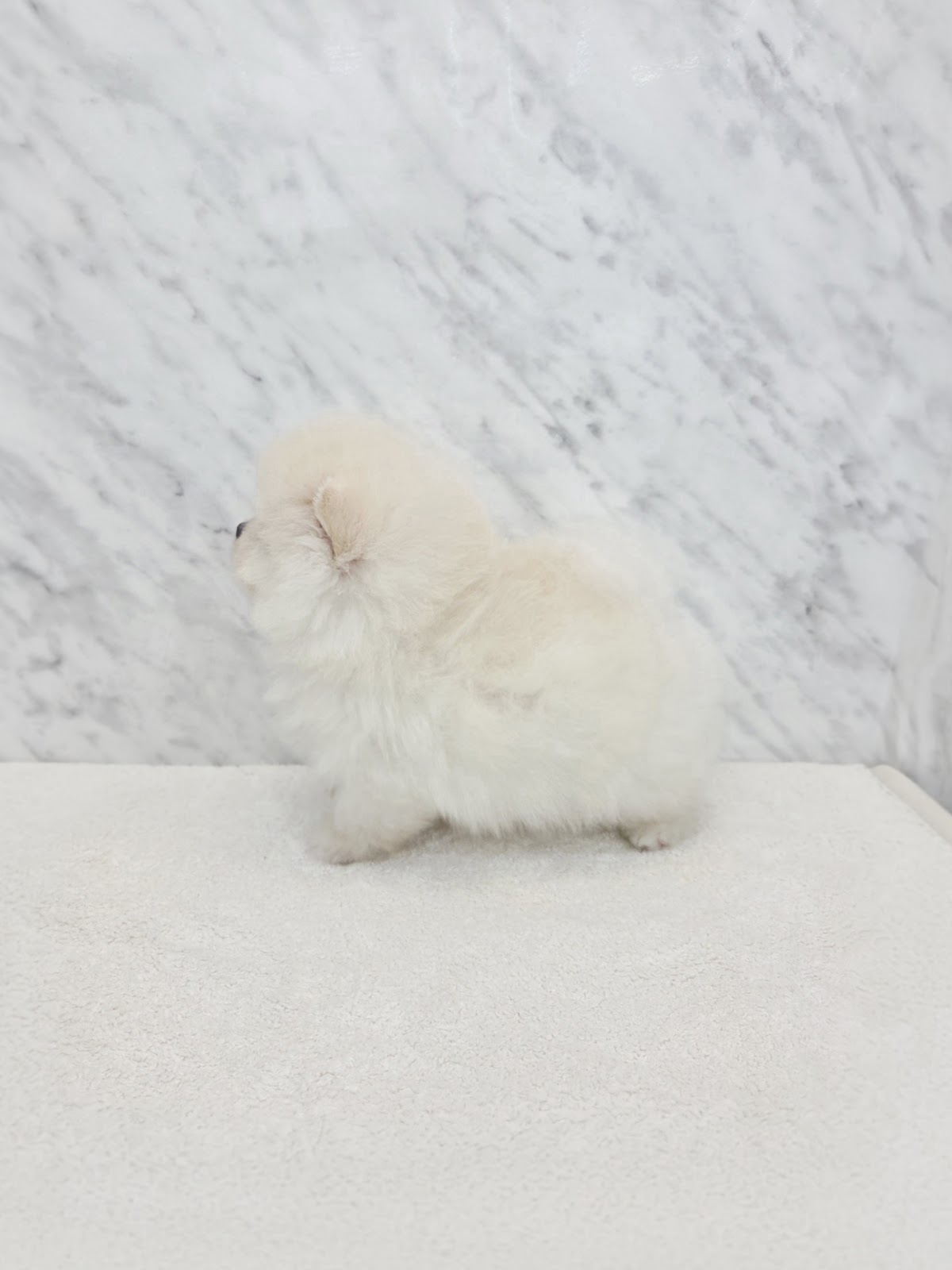 ポメラニアンの写真2