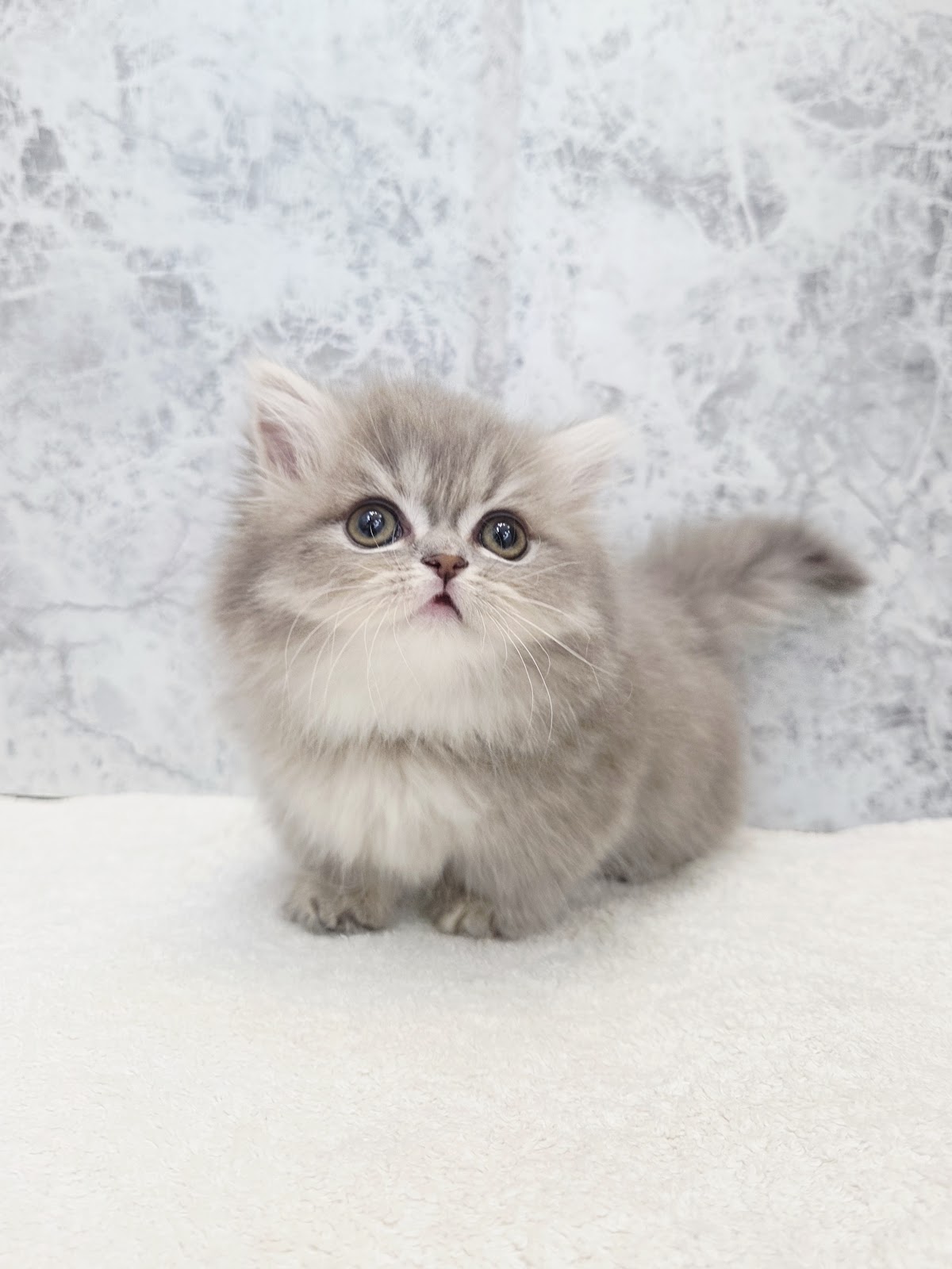 ミヌエットの写真3