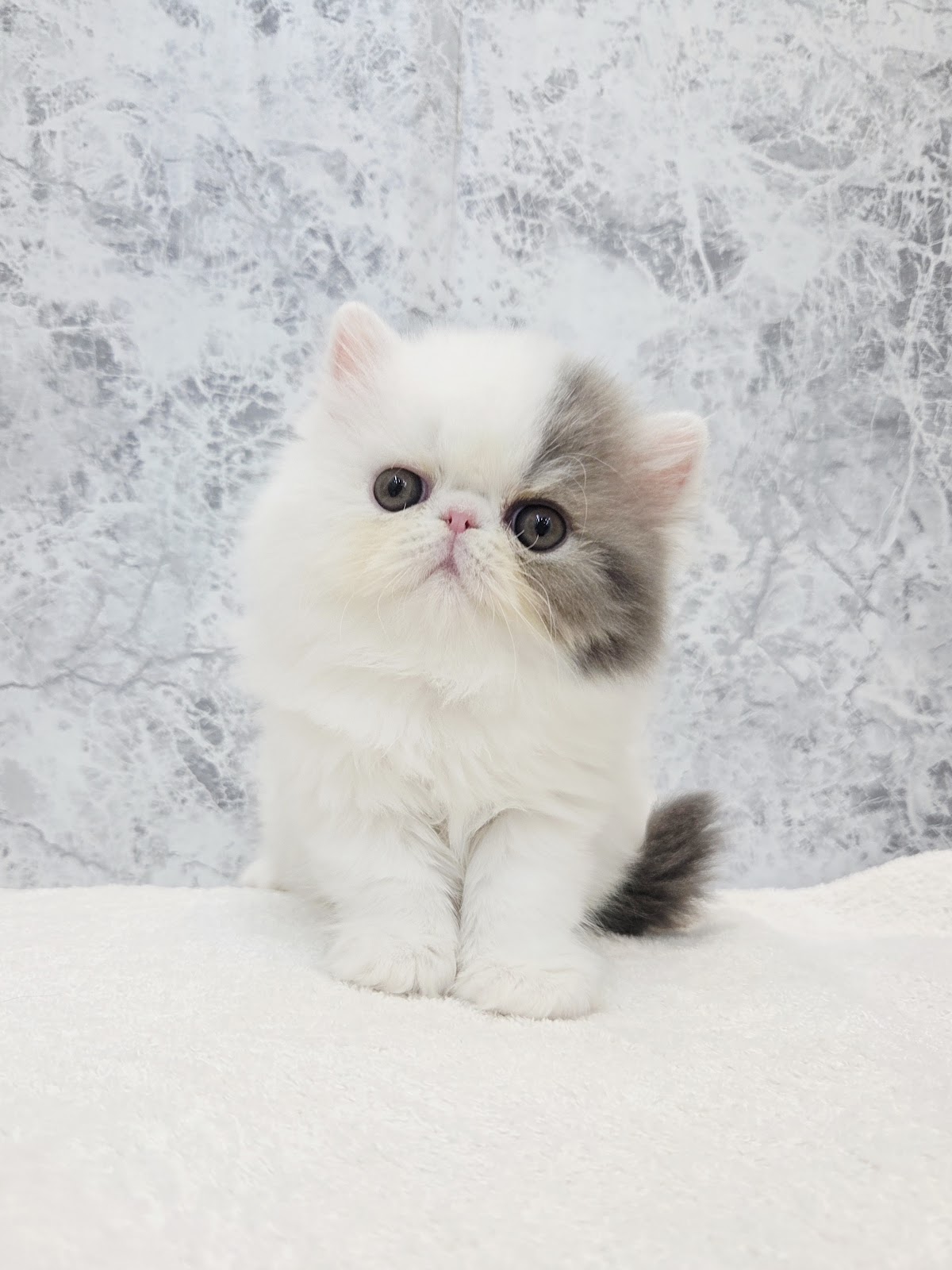 エキゾチックの写真