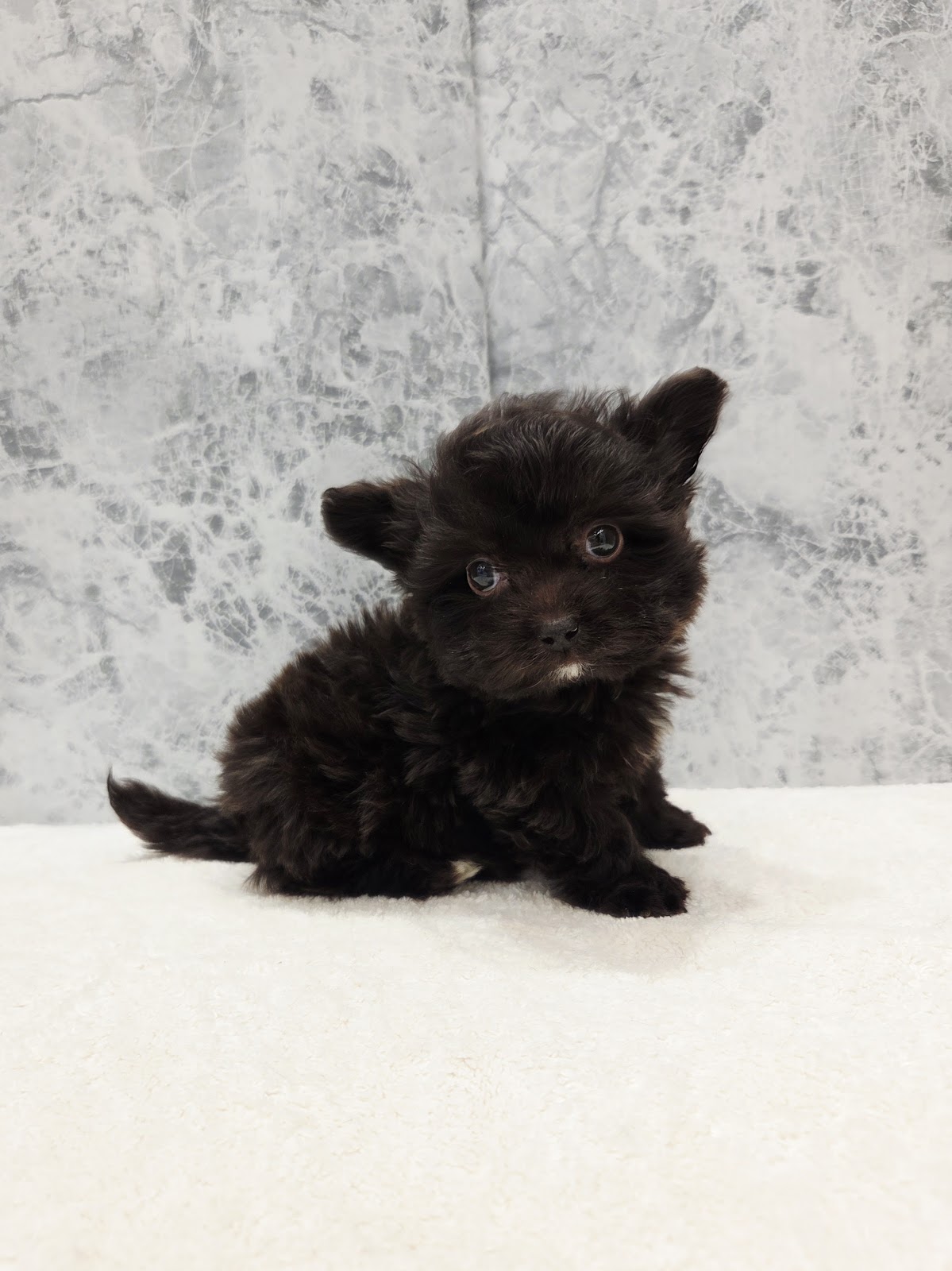 トイプードル×チワワの写真3