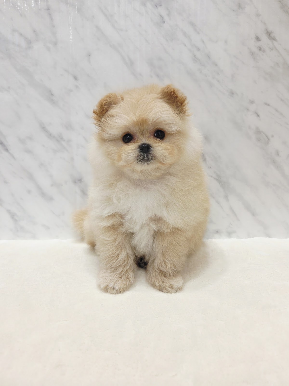 トイプードル×ポメラニアンの写真