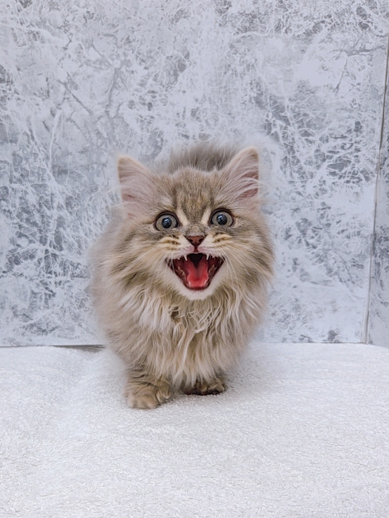 マンチカンの写真3