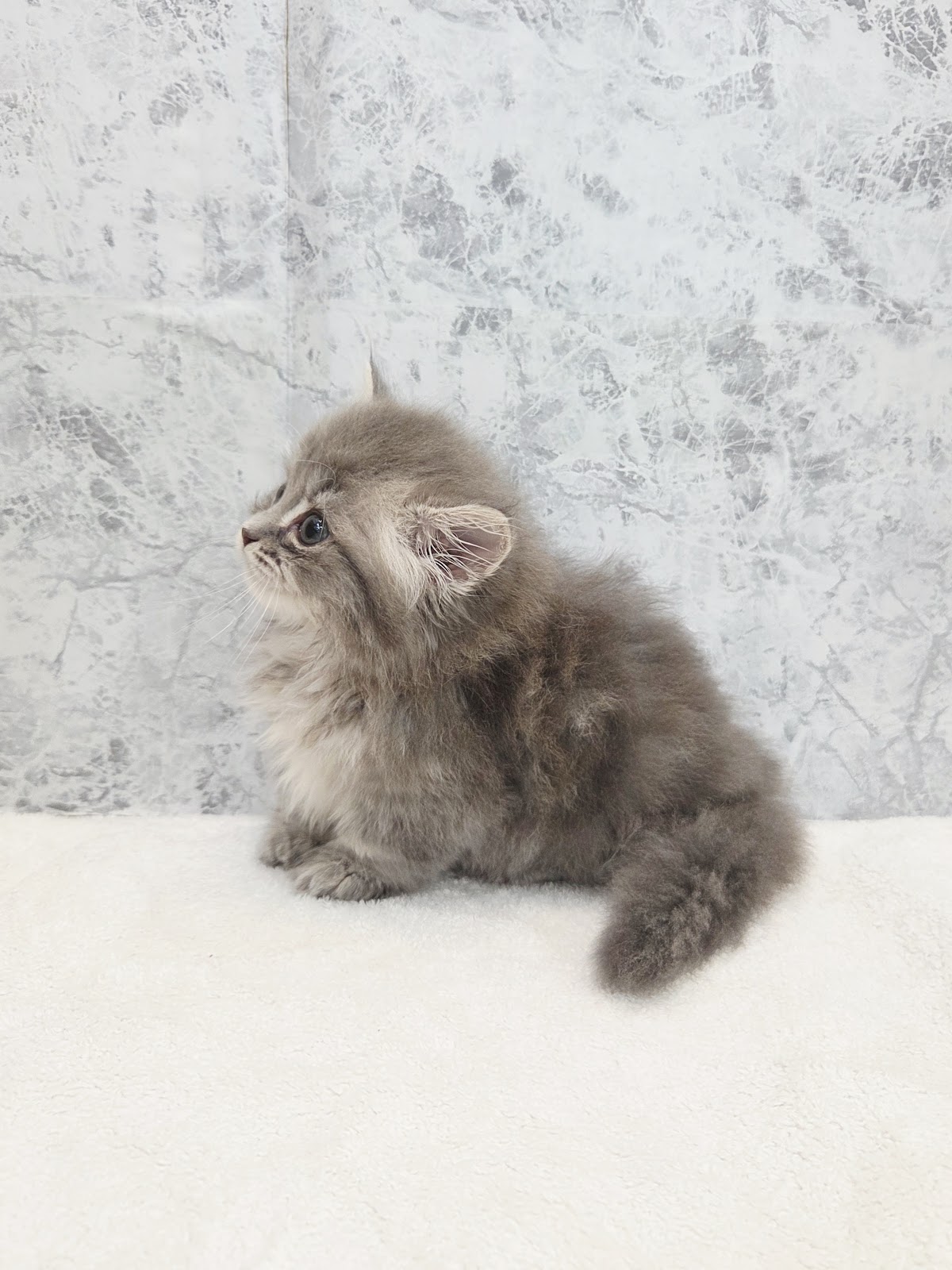 ミヌエットの写真2