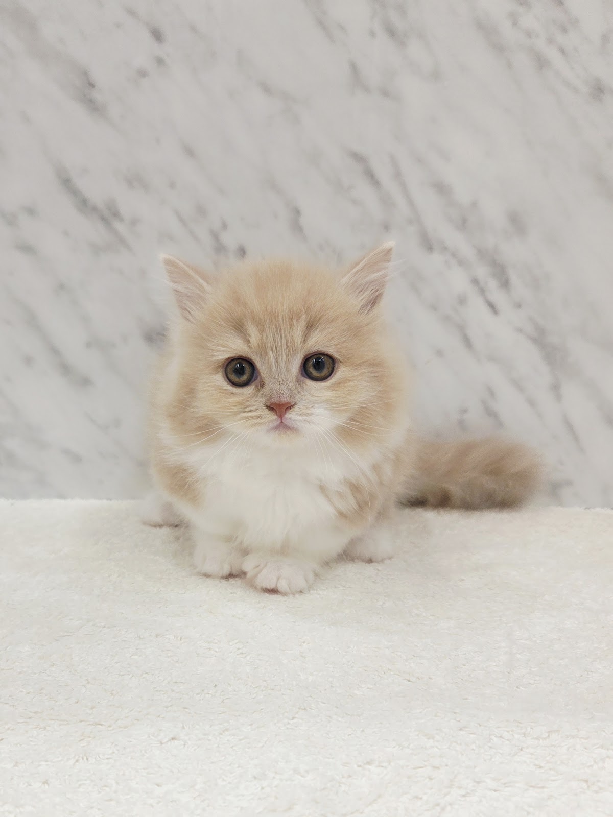 ミヌエットの写真1