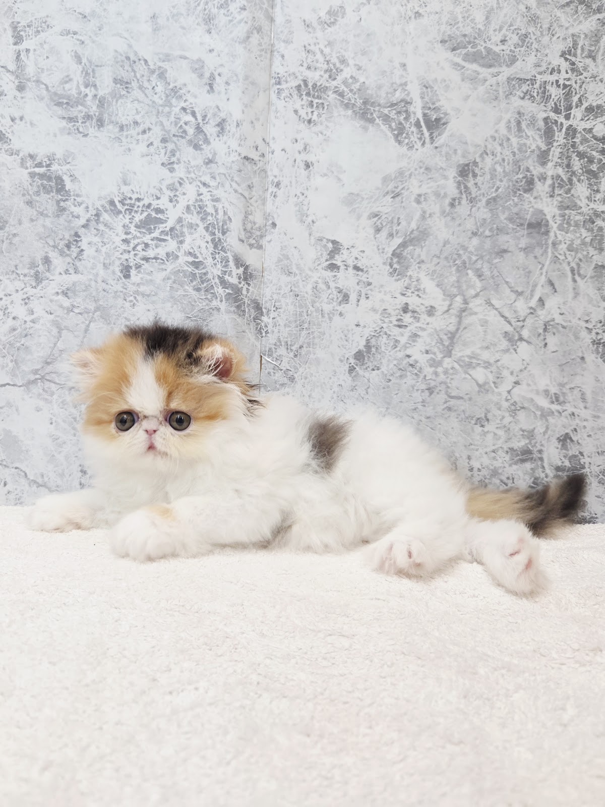 エキゾチックの写真3