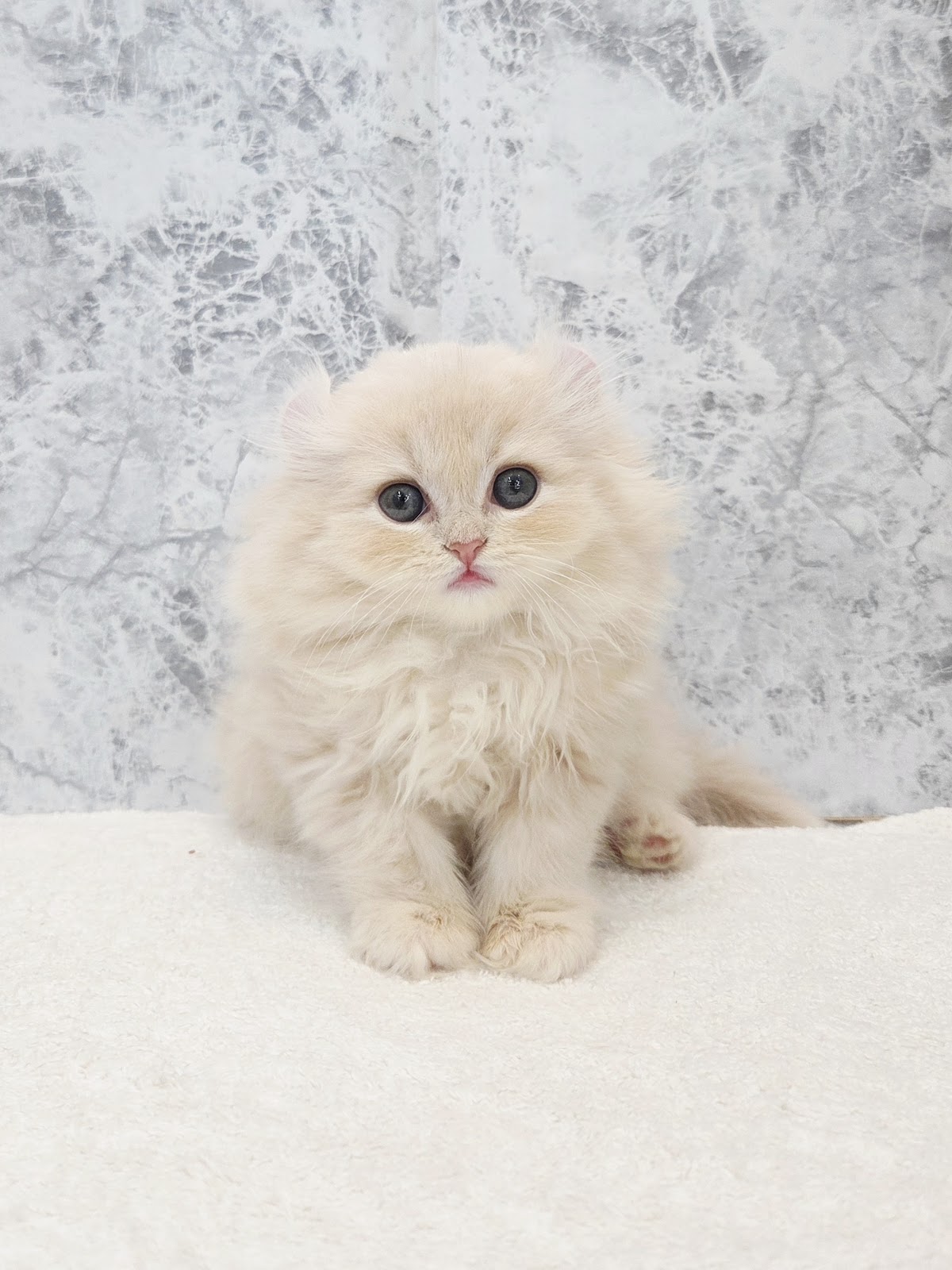 アメリカンカールの写真