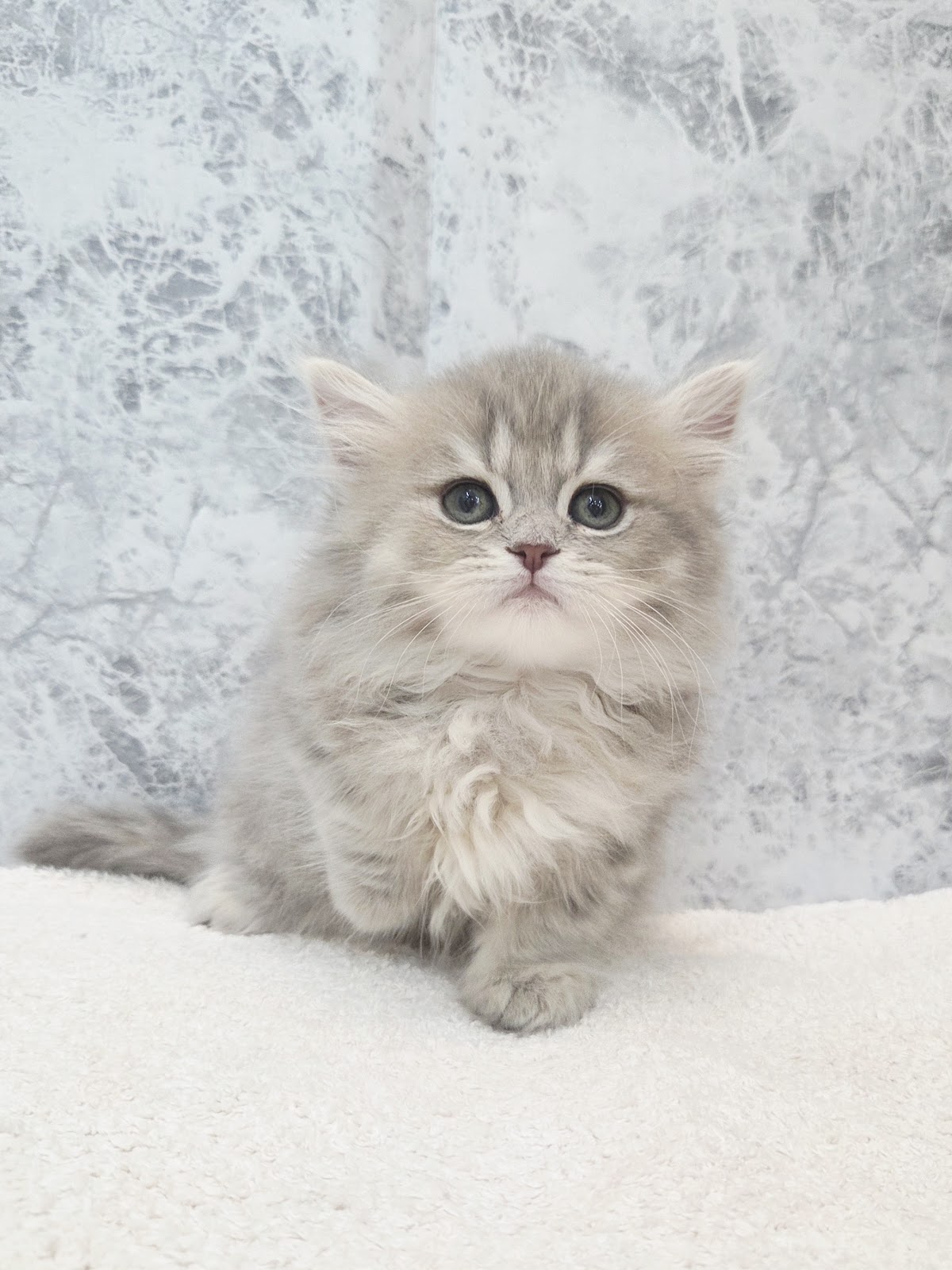 ミヌエットの写真3