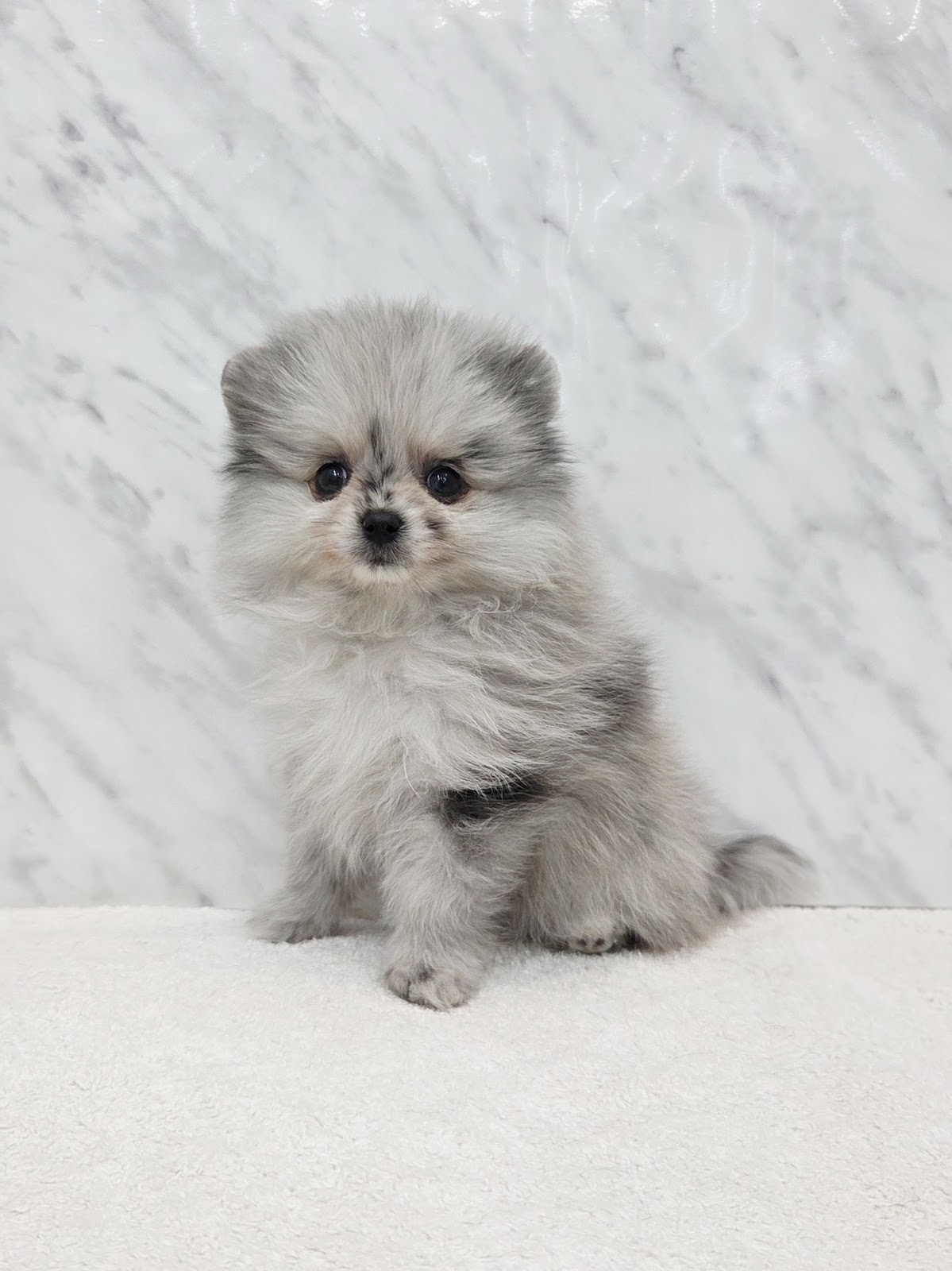 ポメラニアンの写真3