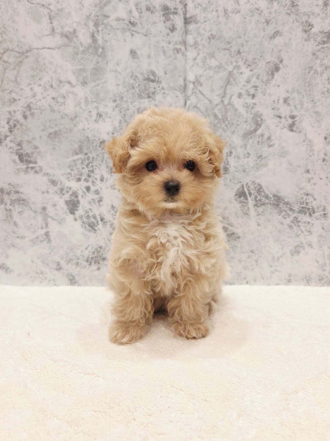 トイプードル×マルチーズの写真