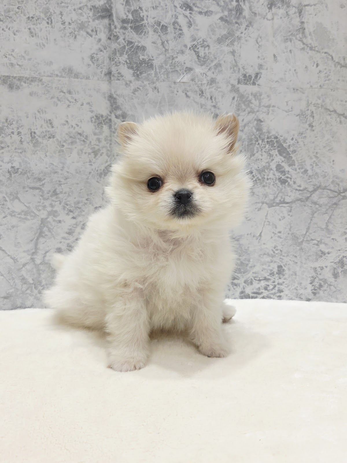 ポメラニアン×チワワの写真