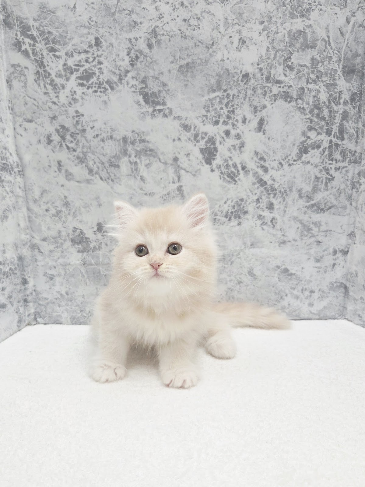 サイベリアンの写真3