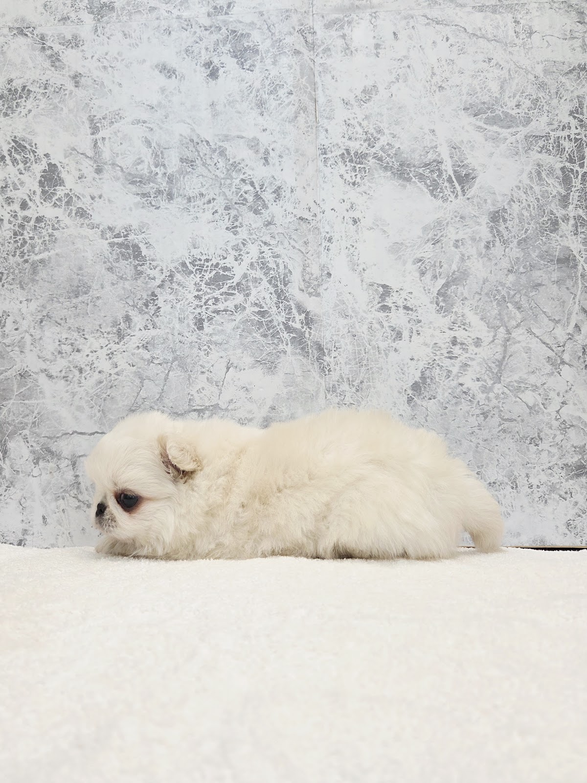 チワワ×ペキニーズの写真2