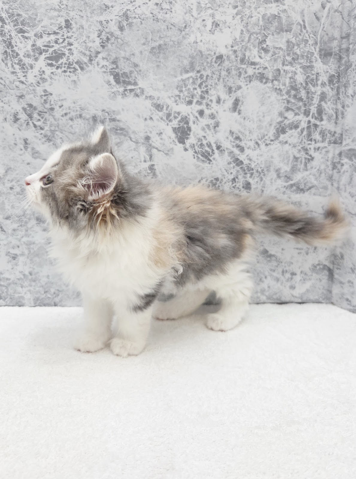 サイベリアンの写真2