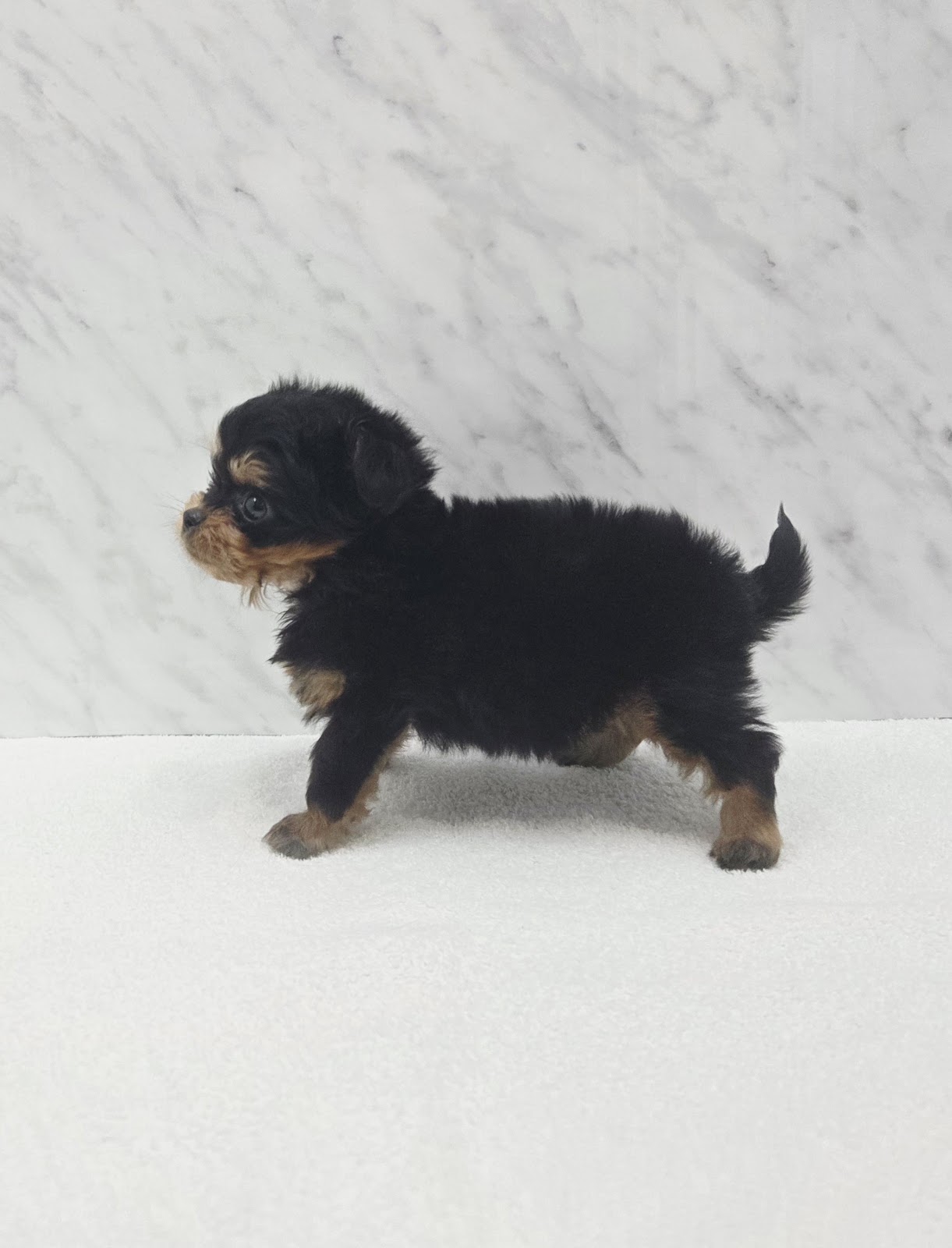 トイプードル×チワワの写真2