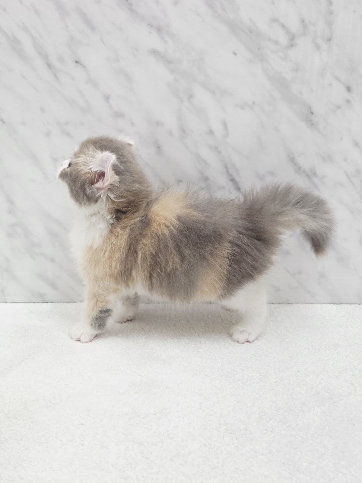 アメリカンカールの写真2