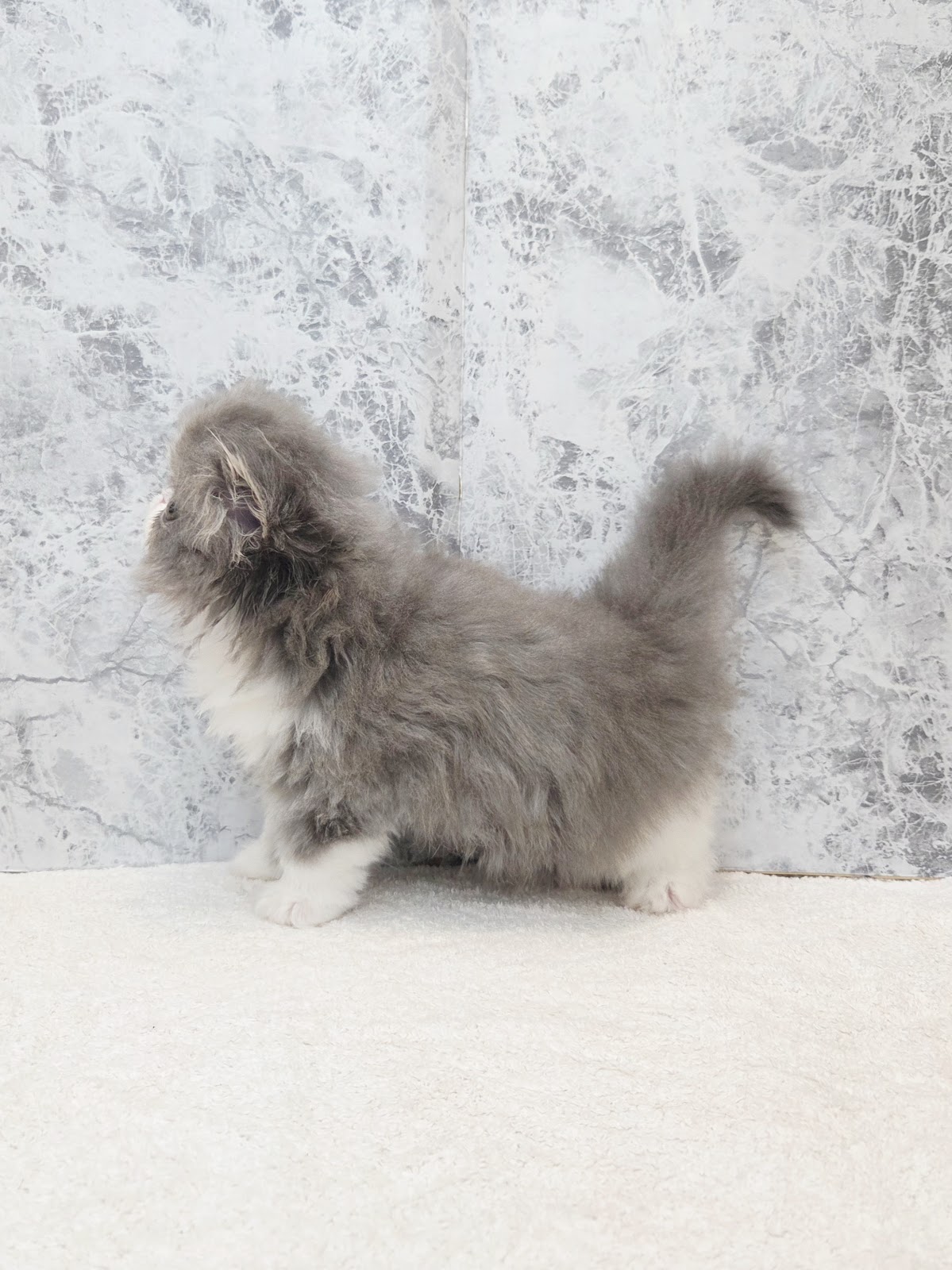 エキゾチックの写真2